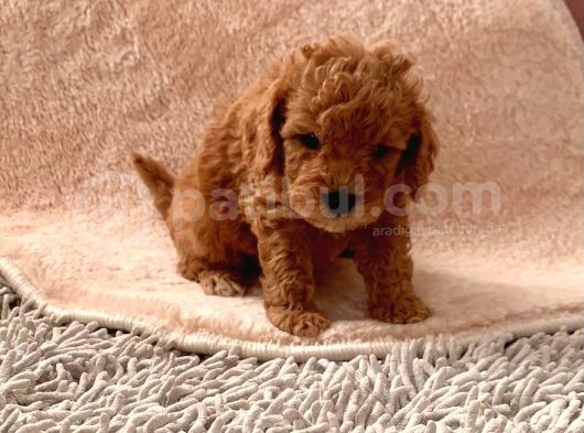 Günü Gelen Aşilari Yapilmiş Red Poodle görsel