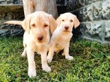 Fci Şecereli Şampanya Labrador Yavrularımız