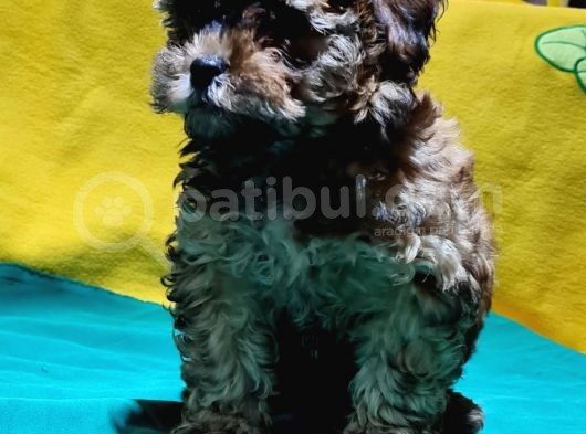 Antialerjik Tüy Yapısına Sahip Toy Poodle Yavrular görsel