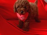 Antialerjik Tüy Yapısına Sahip Toy Poodle Yavrular