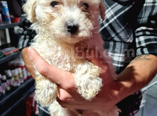 Pet Egitimli Maltipoo Yavrular görsel