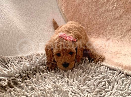 Günü Gelen Aşilari Yapilmiş Red Poodle görsel