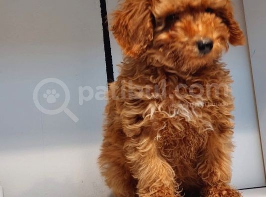 2.5 Aylik Pasaportlu Red Poodle görsel