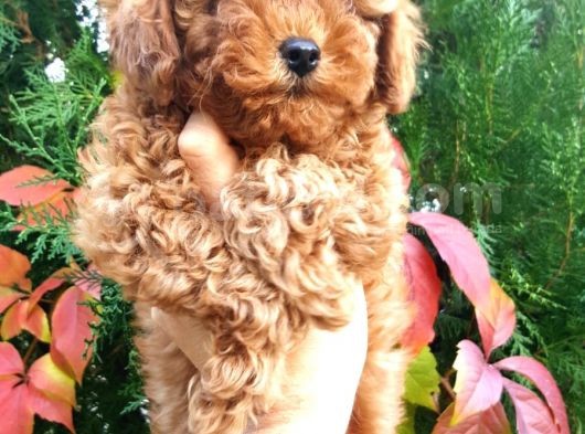 Toy Poodle Yavrularımız görsel