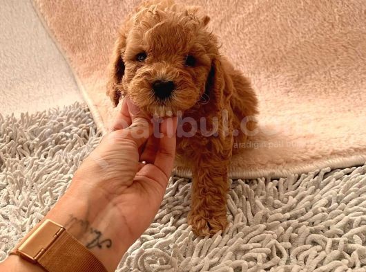 Ailenizin Minik Üyesi Red Poodle görsel