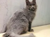 Xl Mainecoon Safkan Secereli