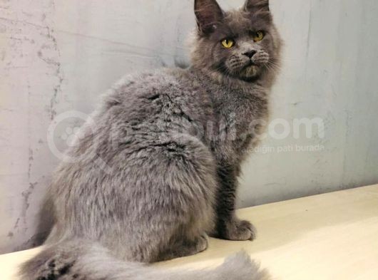 Xl Mainecoon Safkan Secereli görsel