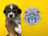 Orj. BabyFace Morkie Bebeklerimiz -