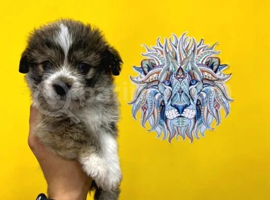 Orj. Babyface Morkie Bebeklerimiz -