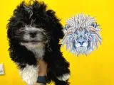 Orj. BabyFace Morkie Bebeklerimiz -