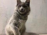 Xl Mainecoon Safkan Secereli