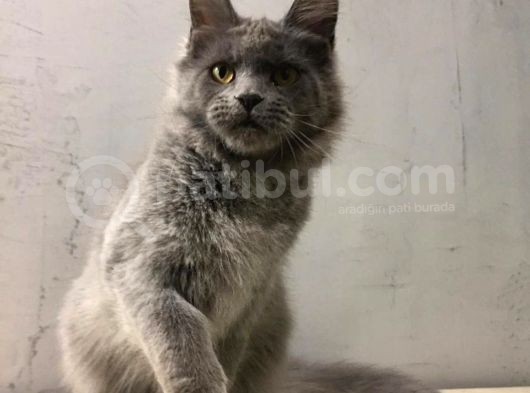 Xl Mainecoon Safkan Secereli görsel