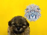 Orj. Babyface Morkie Bebeklerimiz -
