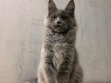 Xl Mainecoon Safkan Secereli