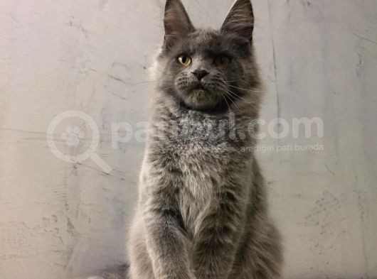 Xl Mainecoon Safkan Secereli görsel