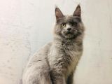Xl Mainecoon Safkan Secereli