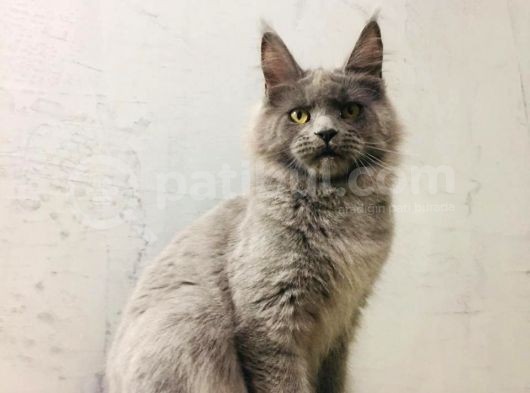 Xl Mainecoon Safkan Secereli görsel
