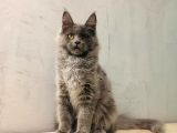 Xl Mainecoon Safkan Secereli
