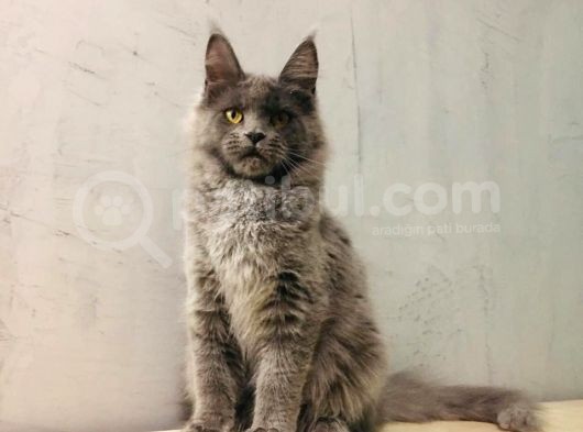 Xl Mainecoon Safkan Secereli görsel