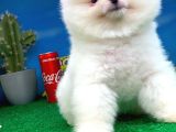 Pomeranian Boo