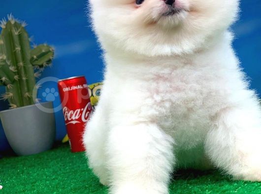 Pomeranian Boo görsel