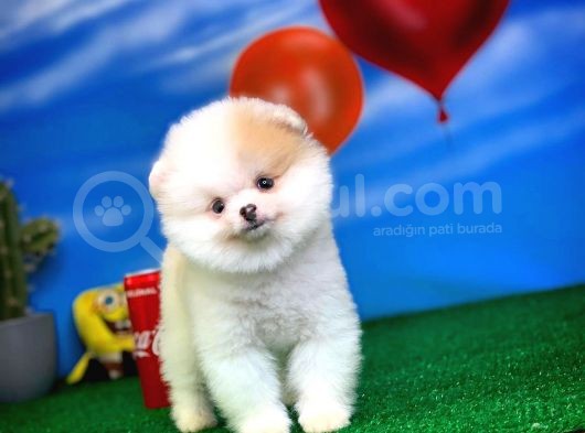 Pomeranian Boo görsel