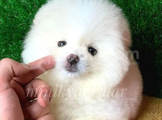 Orjinal Pomeranian Yavrularımız