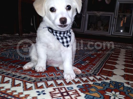 Yavru Terrier görsel