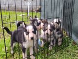 Sibirya Kurdu (Husky) Yavruları