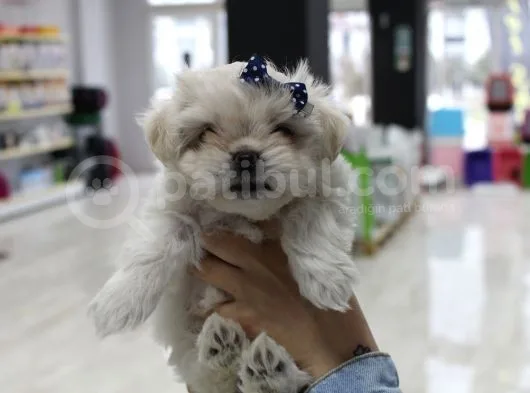 Kore Kan Malti̇poo Yavrularim