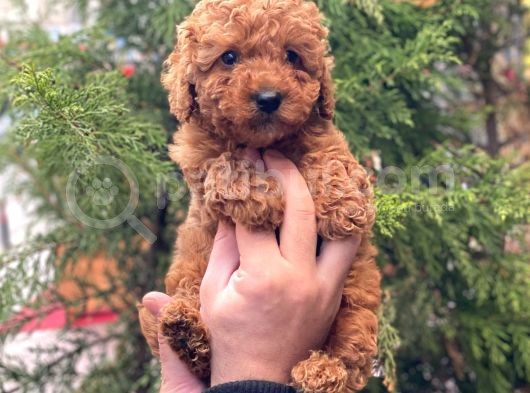 Red Brown Erkek Toy Poodle Yavrumuz görsel