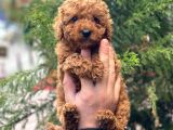 Red Brown Erkek Toy Poodle Yavrumuz