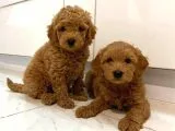 Red Brown Kızıl Renk Erkek Toy Poodle Yavrularımız