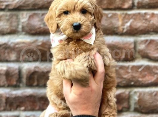 Sevimli Red Kızıl Renk Maltipoo Erkek Yavrumuz görsel