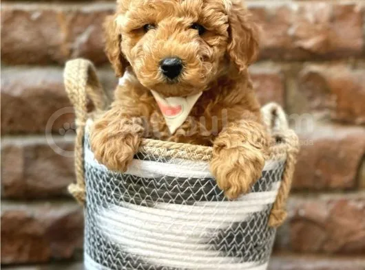 Irk Ve Irk Garantili Red Brown Toy Poodle Yavrumuz