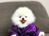Safkan Pomeranian Yavrularımız