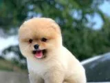Orjinal Pomeranian Yavrularımız