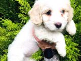 Maltese Terrier Yavrularımız