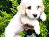 Maltese Terrier Yavrularımız