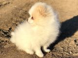 Pomerian Boo (Parti Color)