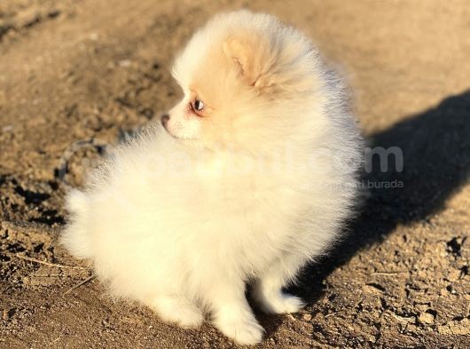 Pomerian Boo (Parti Color) görsel