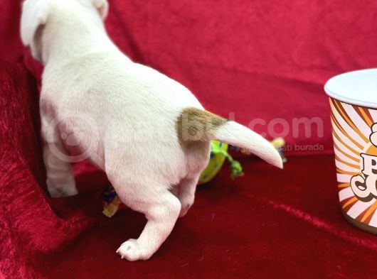 Kisa Bacak Jack Russel Yavrular görsel