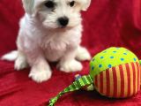 Maltese