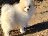 Pomerian Boo (Parti Color)