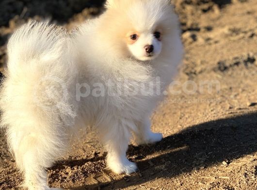 Pomerian Boo (Parti Color) görsel