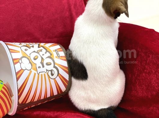 Kisa Bacak Jack Russel Yavrular görsel
