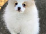 Pomerian Boo (Parti Color)