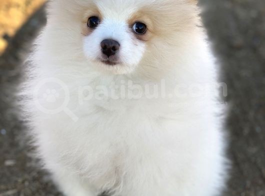 Pomerian Boo (Parti Color) görsel