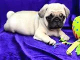 Mops Pug