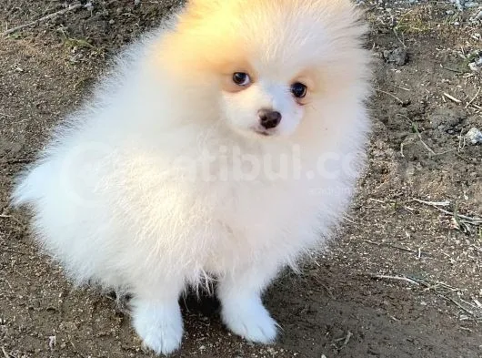 Pomerian Boo (Parti Color)